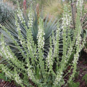 Salvia austriaca