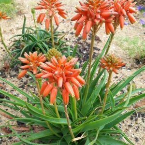 Aloe cv. 'Zeeland Sunset'