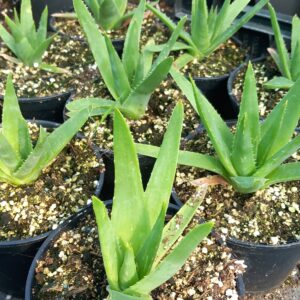 Aloe ecklonis x Aloe polyphylla