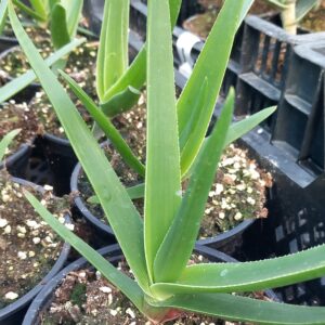 Aloe ecklonis x Aloiampelos striatula