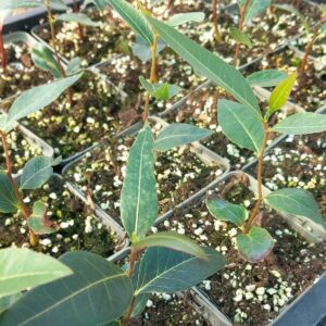 Brachychiton populneus