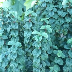 Cornus sanguinea 'Compressa'