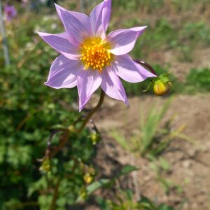 Dahlia merckii