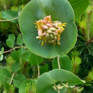 Lonicera reticulata 'Silver'