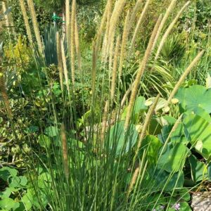 Pennisetum macrourum