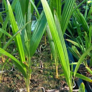 Trachycarpus 'Naggy' x sp. Kumaon