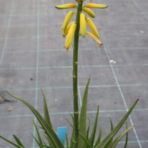 Aloe cv. 'Bananito'