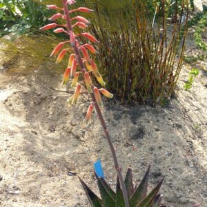 x Gasteraloe cv. 'Polder Star'