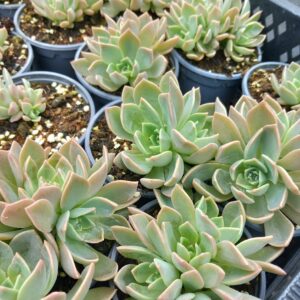 x Graptoveria cv 'Rosy Ghost'