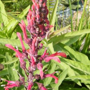 Lobelia tupa