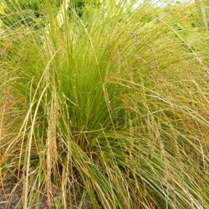 Carex secta