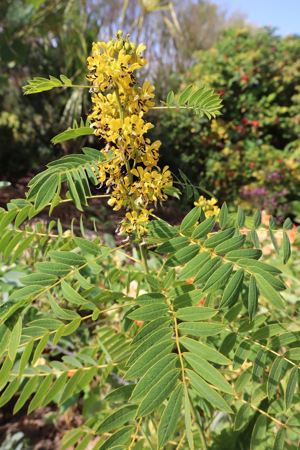 Cassia hebecarpa