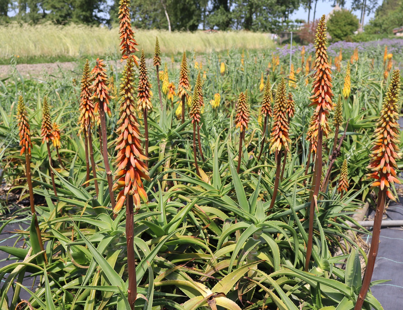 Aloiampelos striatula-Zaden