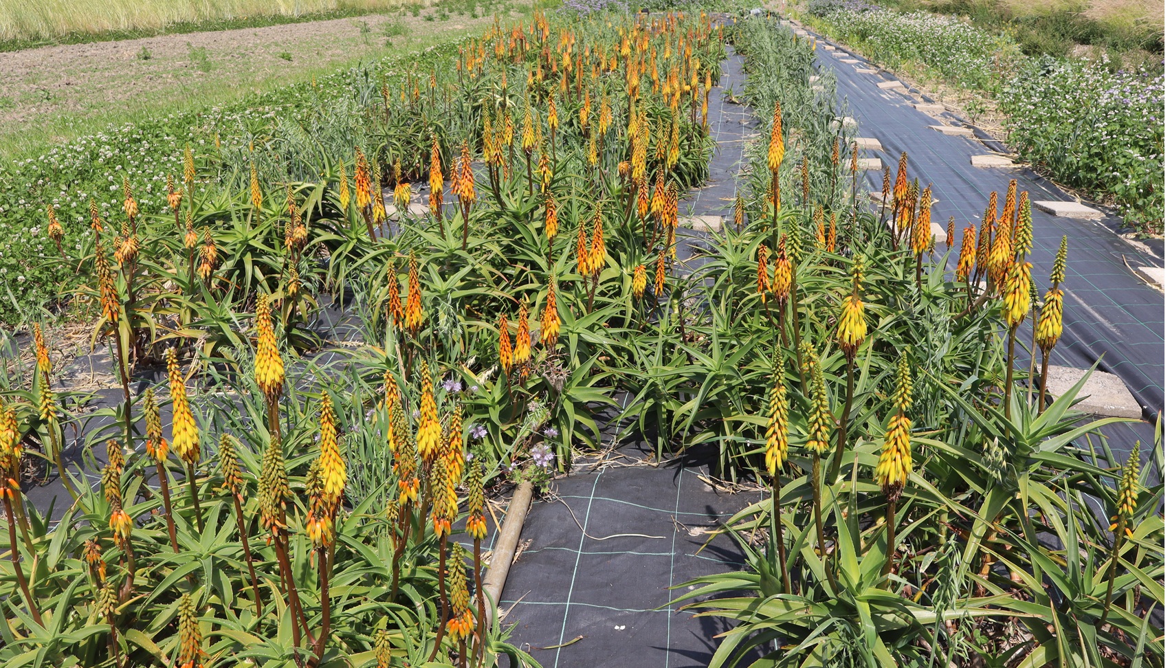 Aloiampelos striatula-Zaden - Afbeelding 2