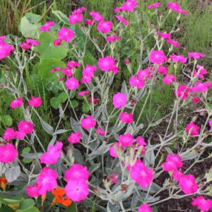 Lychnis 'Hill Grounds'