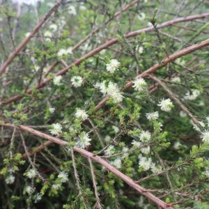 Melaleuca pustulata