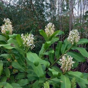 Hedychium 'Tai Mammoth'