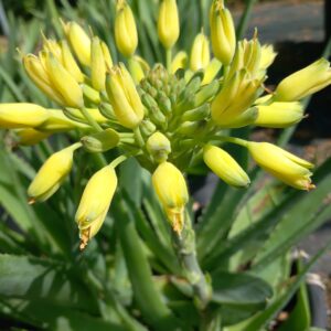 Aloe ecklonis - 100 zaden/seeds